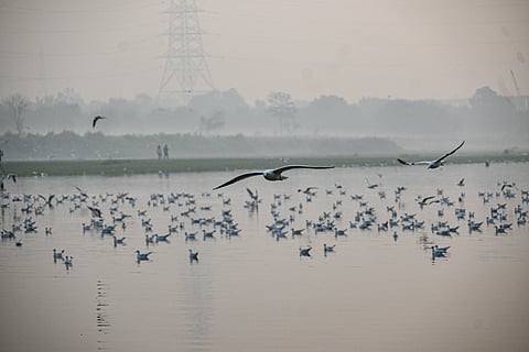 Seagulls gather along the Yamuna riverbank during winter in Delhi