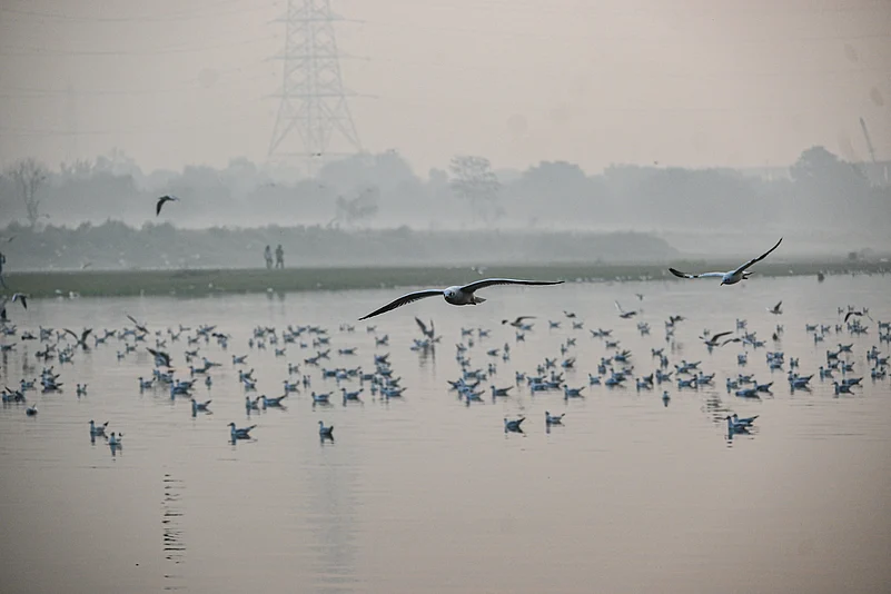 Seagulls gather along the Yamuna riverbank during winter in Delhi