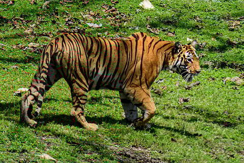 The Bijamatta Female tigress in Pench National Park