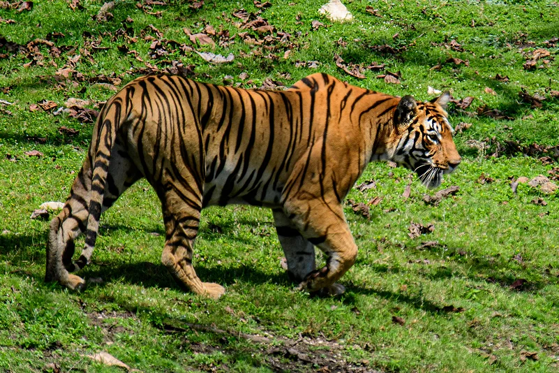 The Bijamatta Female tigress in Pench National Park