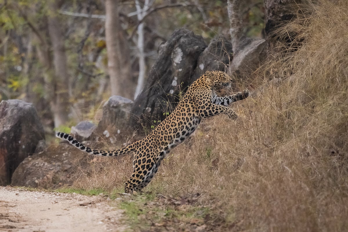 A leopard at Pench National Park