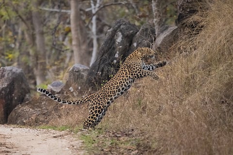 A leopard at Pench National Park