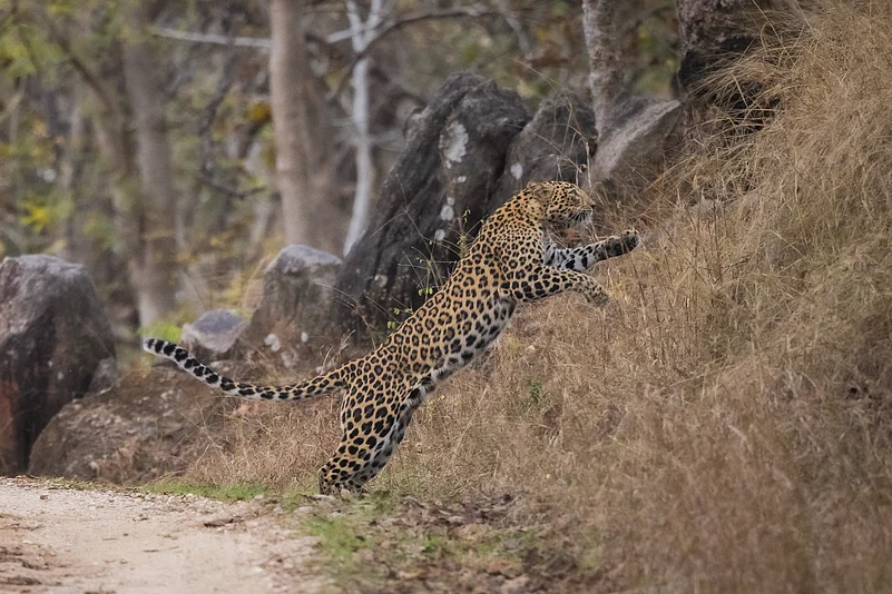 A leopard at Pench National Park