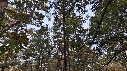 Trees inside Pench National Park