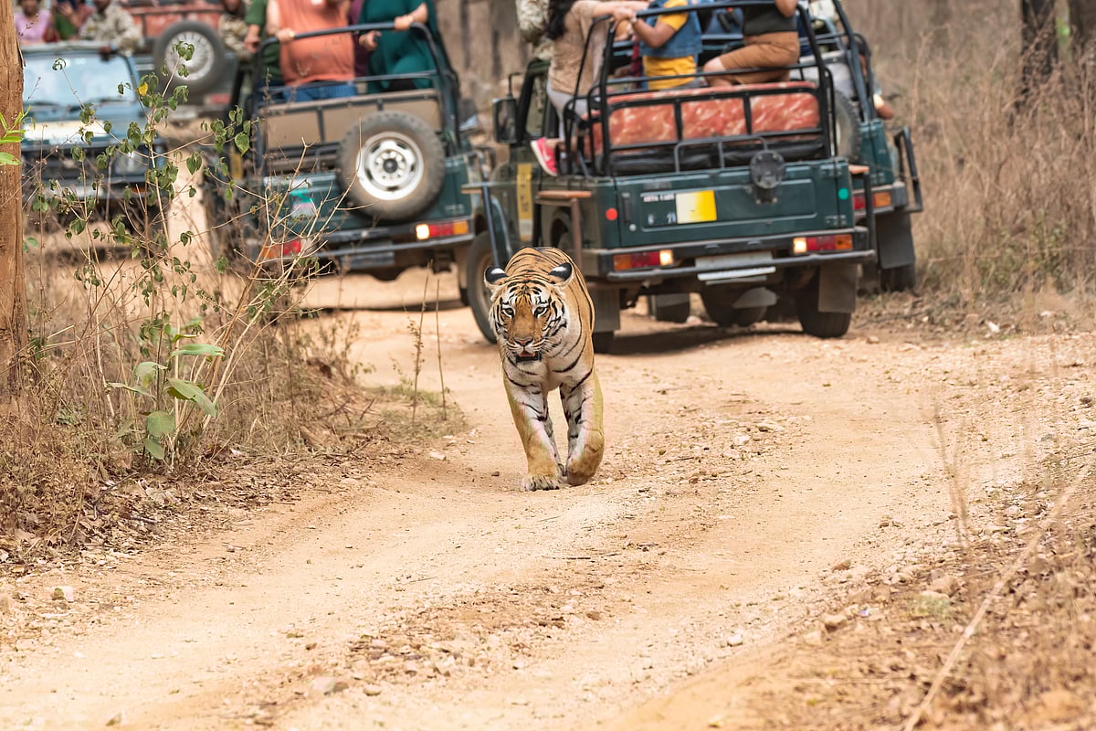 A tiger crosses in front of safari vehicles, Pench National Park, Madhya Pradesh (representational photo)