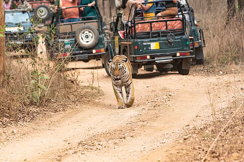 A tiger crosses in front of safari vehicles, Pench National Park, Madhya Pradesh (representational photo)