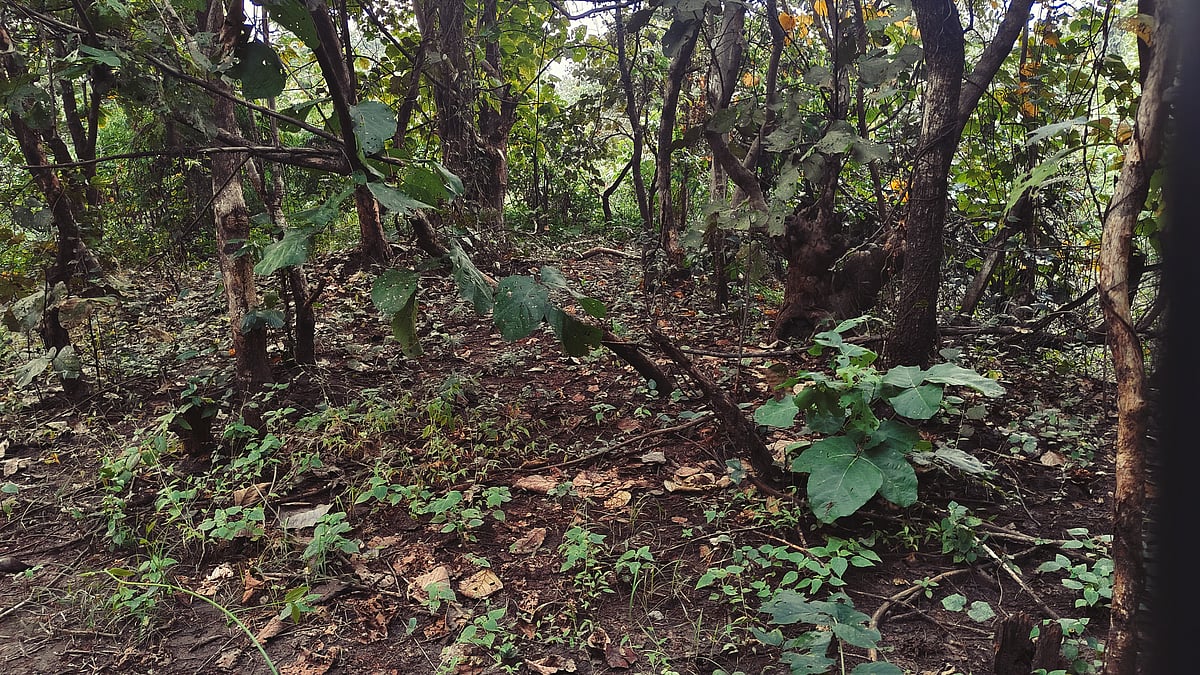During my nature walk at Pench Tree Lodge
