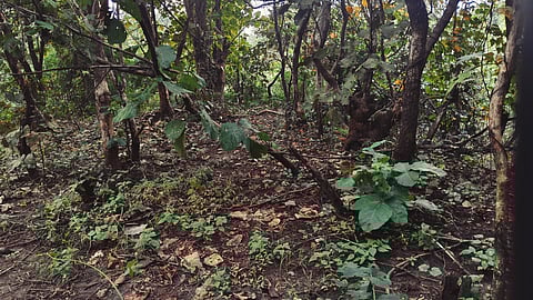 During my nature walk at Pench Tree Lodge