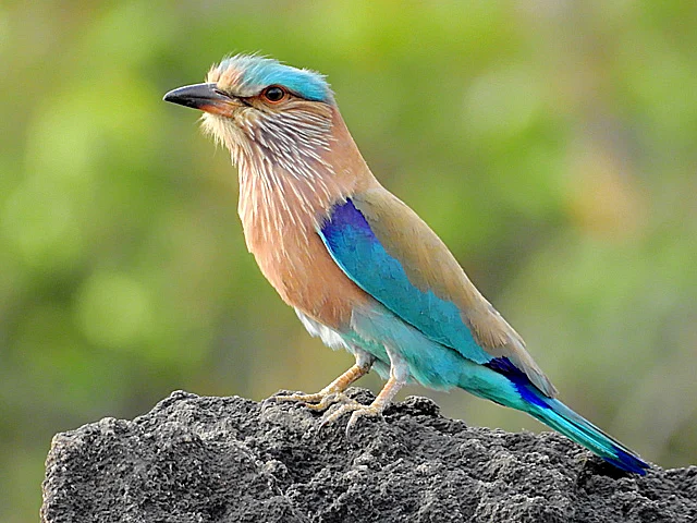 An Indian roller