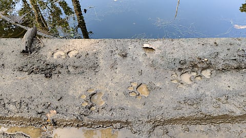Fresh pug marks on mud, Pench National Park