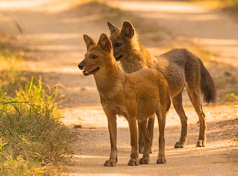 Wild dogs at Pench National Park