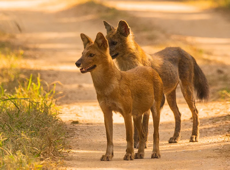Wild dogs at Pench National Park