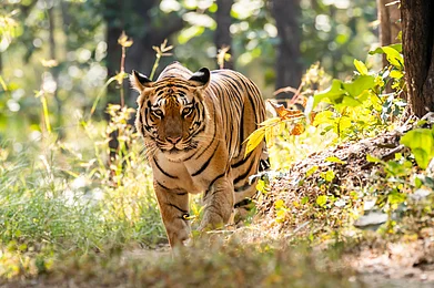 Shutterstock : A tiger at Pench National Park, Madhya Pradesh