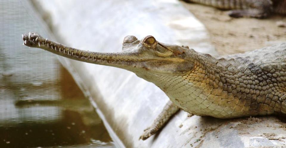 A young gharial in the breeding center at Kukrail Reserve Forest