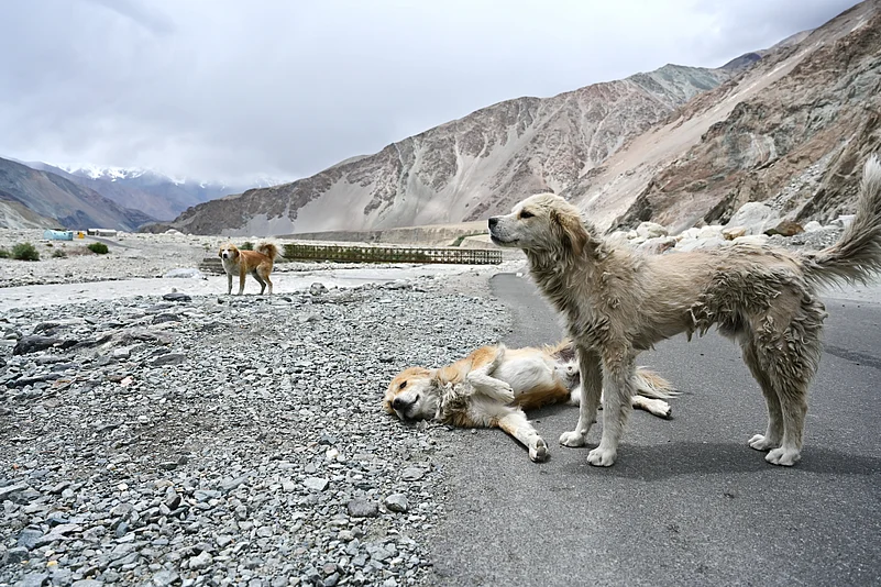 A pack of stray dogs in Ladakh
