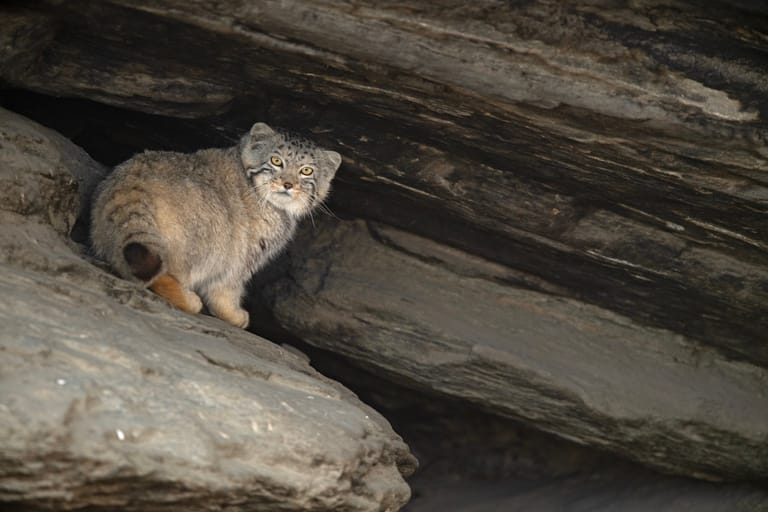 A Pallas's cat in Ladakh - Shutterstock
