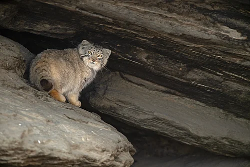 Rare Pallas’s Cat Faces New Peril In Ladakh’s Fragile Wildlands