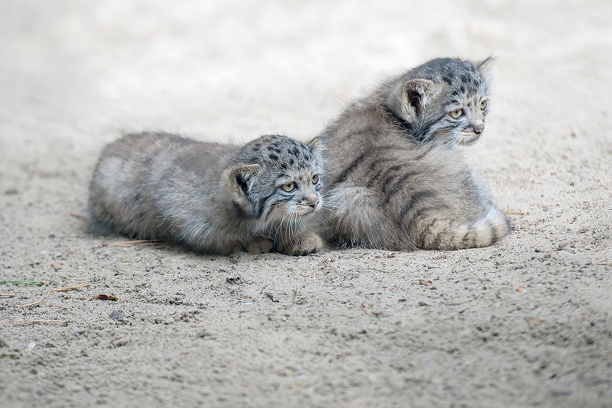 Pallass cats in Ladakh