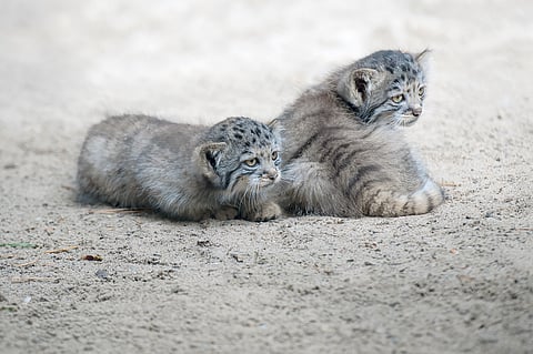 Pallas's cats in Ladakh