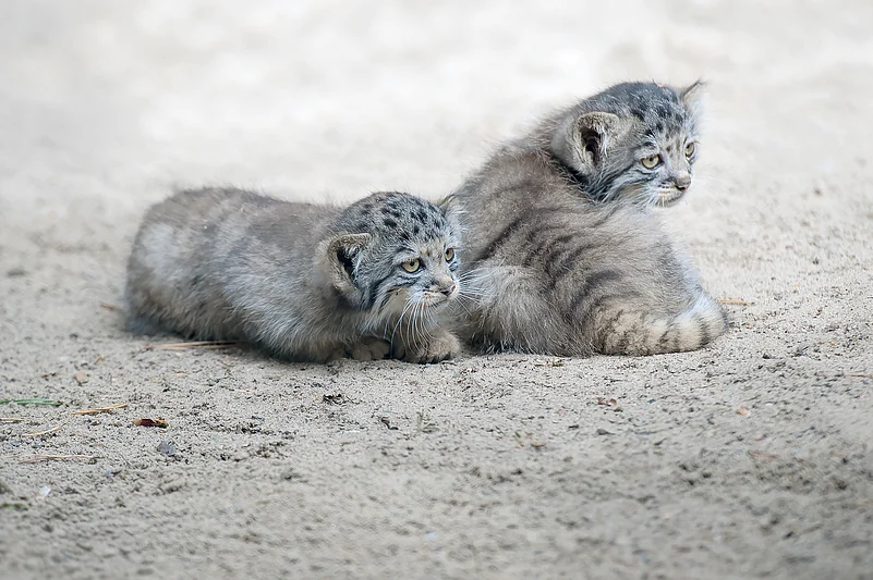 Pallass cats in Ladakh