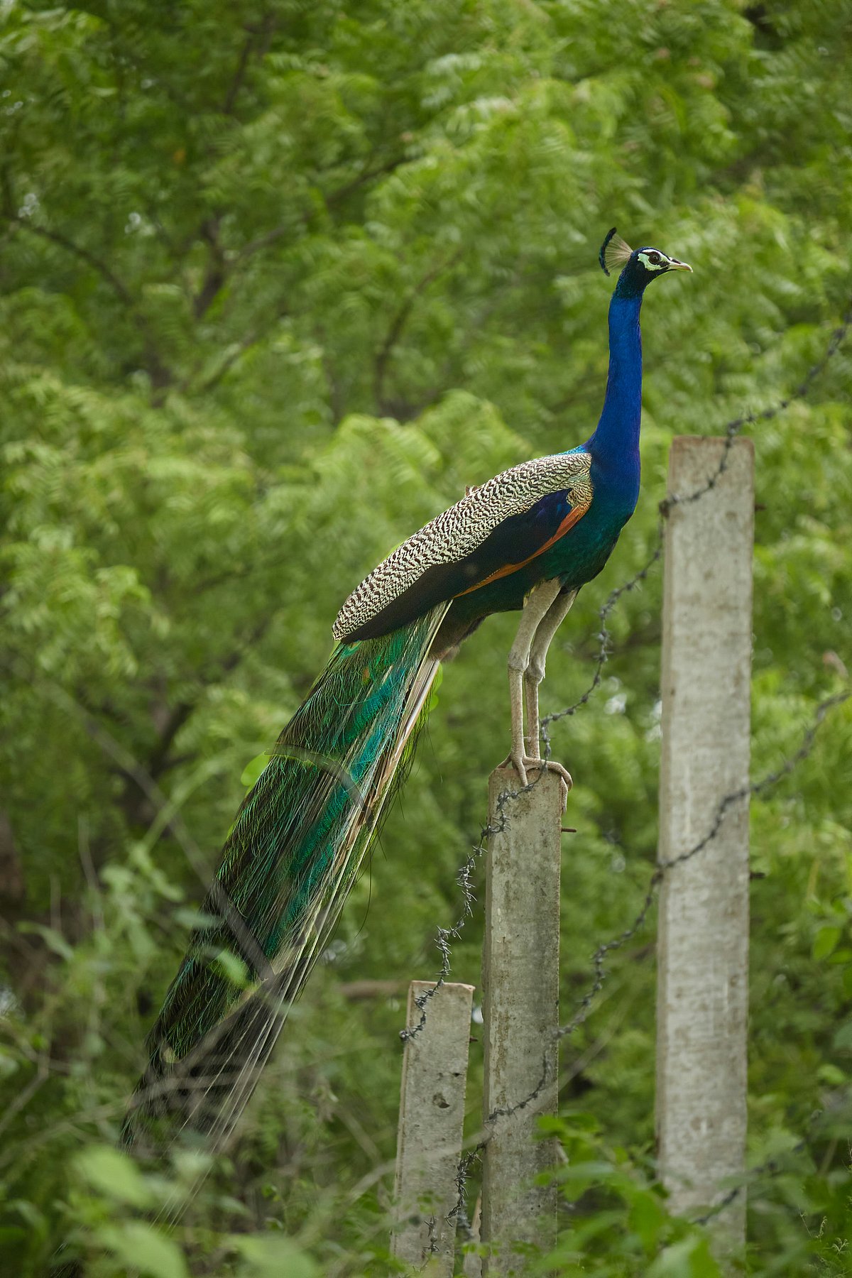 Unsplash : A peacock sits on a stump