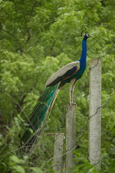 Unsplash : A peacock sits on a stump