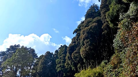 Pine trees line the forest in Lepchajagat