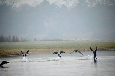 Birds in Katarniaghat Wildlife Sanctuary, Bahraich district, Uttar Pradesh