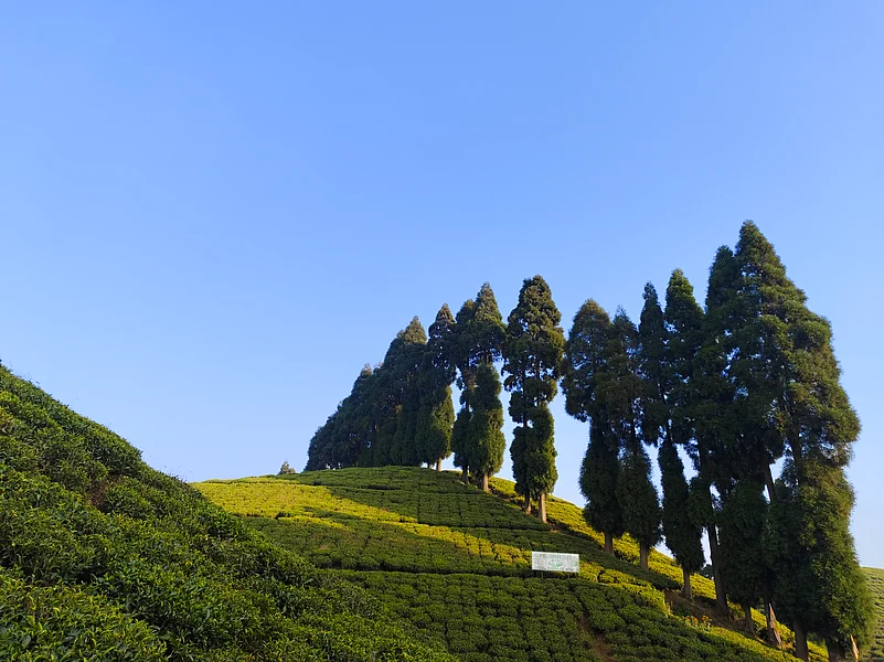 Gopaldhara Tea Estate