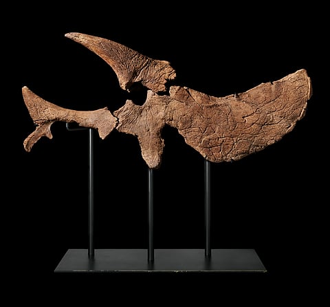 Half Triceratops Skull from the Wynn Al Marjan Island_Art Collection