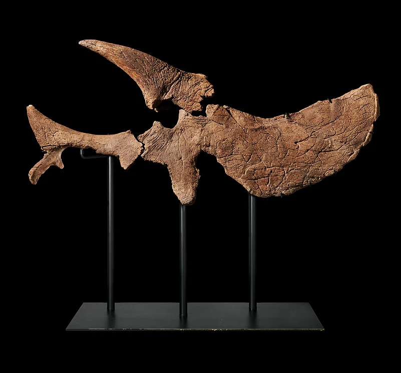 Half Triceratops Skull from the Wynn Al Marjan Island_Art Collection