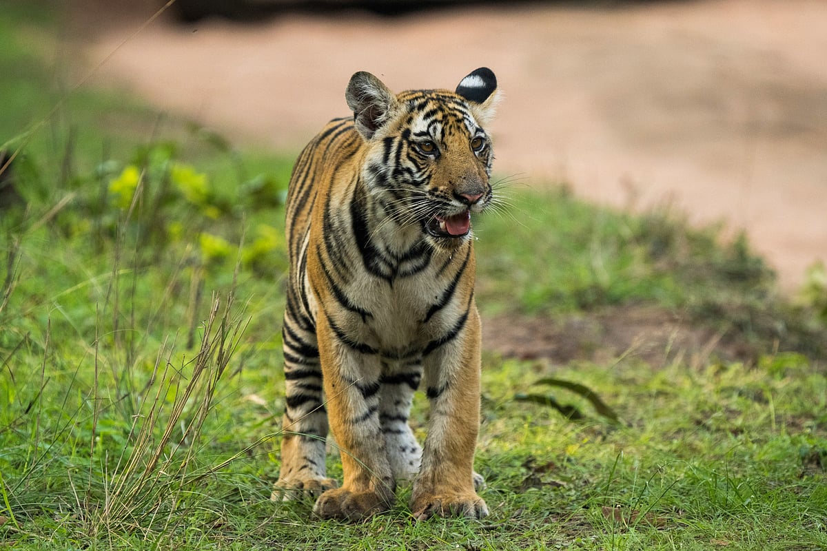 Unsplash : (Representational Image) A rescued tiger begins its slow return to the wild