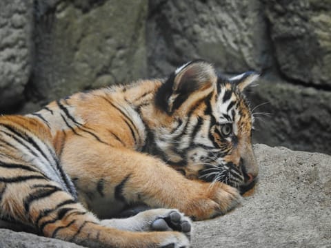 This relocation marks a significant step in Maharashtra’s rewilding efforts