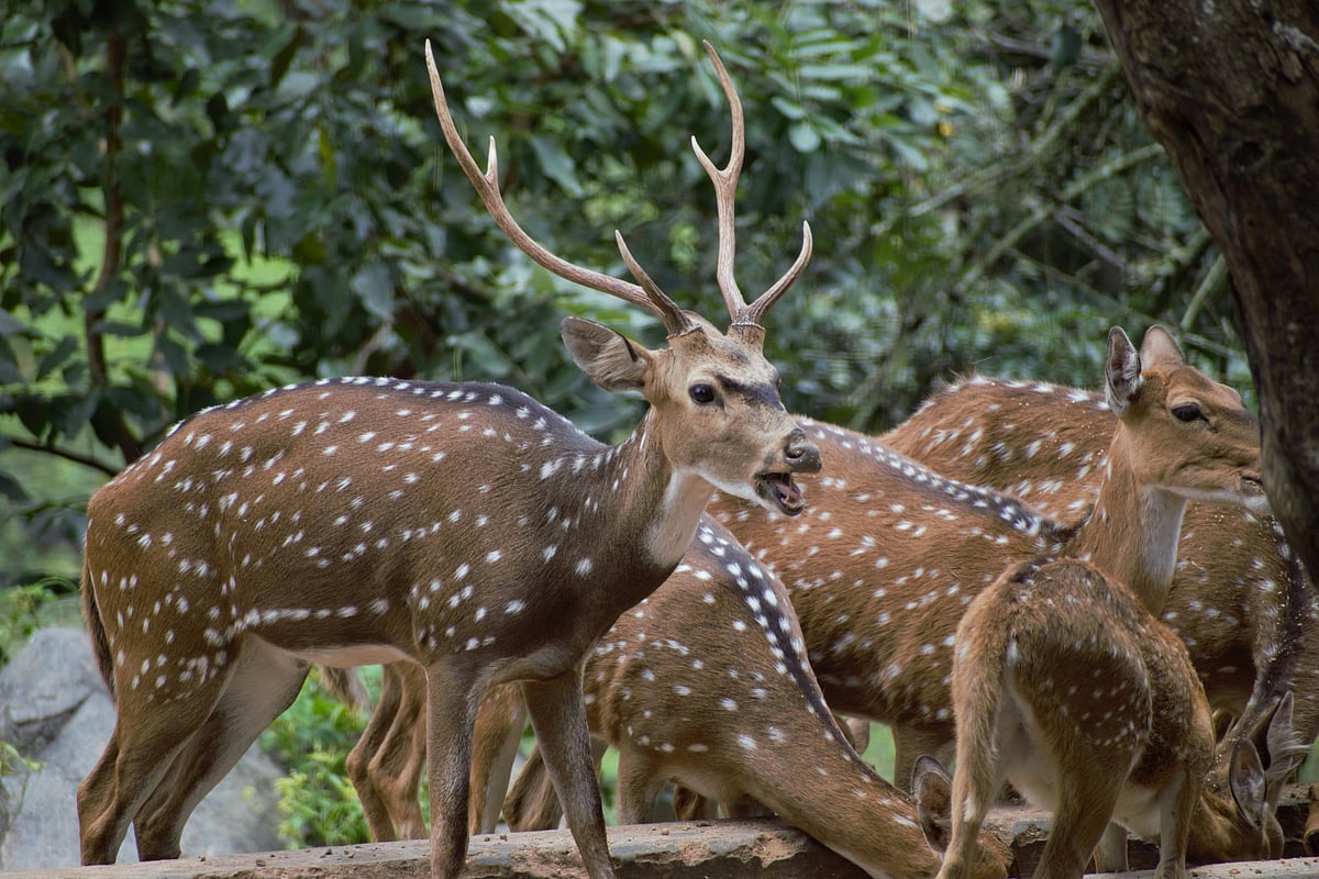 Unsplash : Swap city crowds for open forests and discover India’s wild side this Republic Day