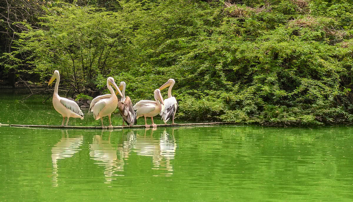 A group of pelicans in a pond at New Delhi Zoo