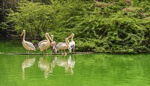 A group of pelicans in a pond at New Delhi Zoo
