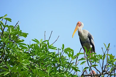 Shutterstock : Painted stork (Mycteria leucocephala) in Delhi Zoo, India