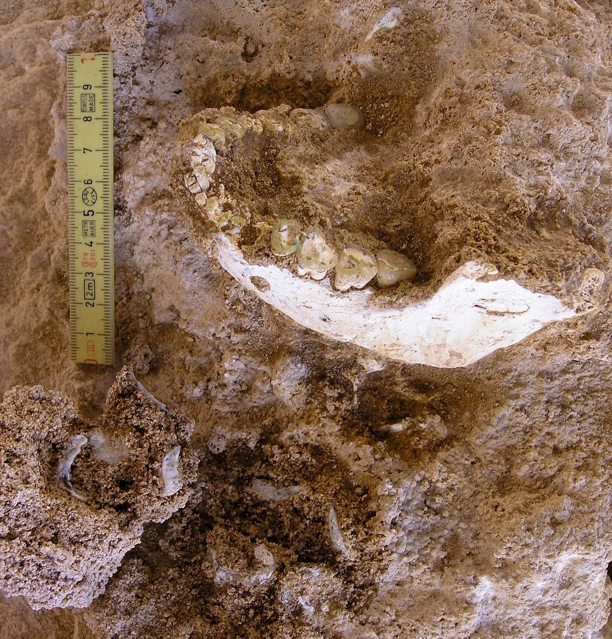 The collection includes jaw fragments, teeth and parts of the skeleton