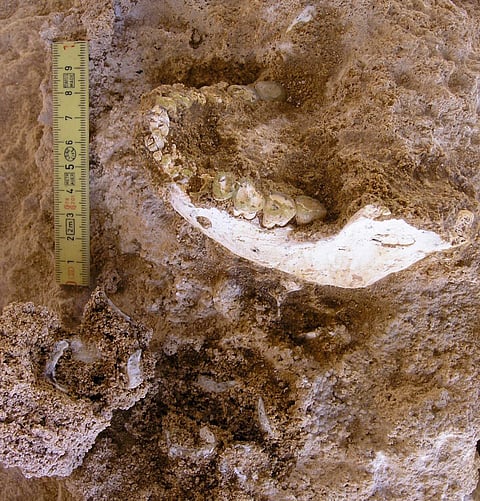 The collection includes jaw fragments, teeth and parts of the skeleton