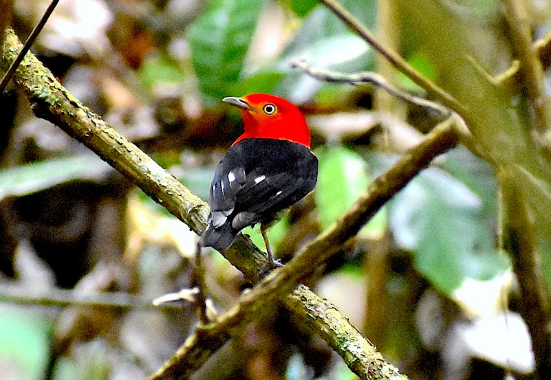 Redhooded manakin, Menino Jesus community forest, Brazil, 2025