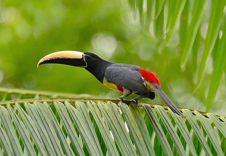 Black-necked aracari, Para Birding, Brazil - Ashish Kothari
