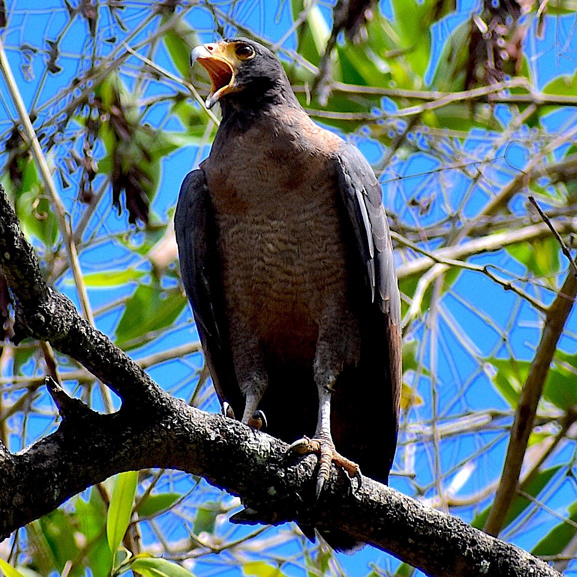 Crab-eating hawk, Sao Caetano de Odivelas, Brazil, 2025