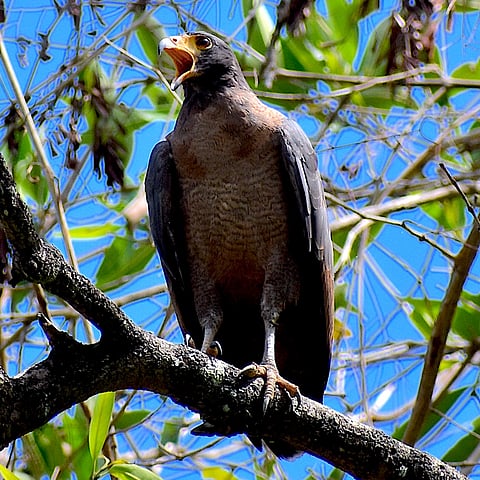 Crab-eating hawk, Sao Caetano de Odivelas, Brazil, 2025