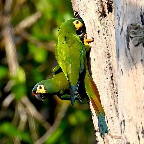 Blue-winged macaw pair, Para Birding, Brazil, 2025