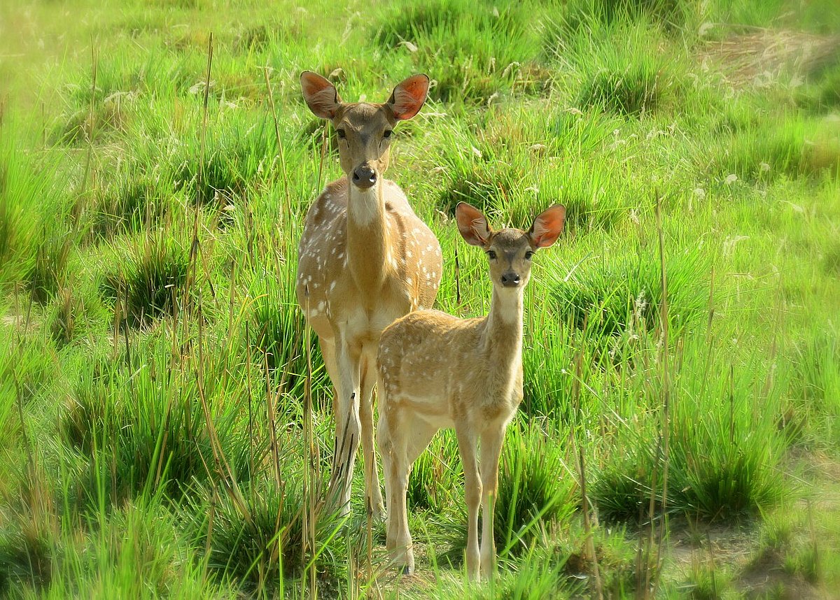 A shot from Rajaji National Park