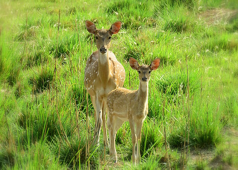 A shot from Rajaji National Park
