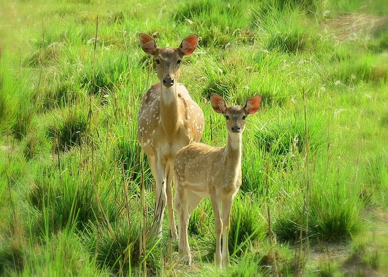 A shot from Rajaji National Park