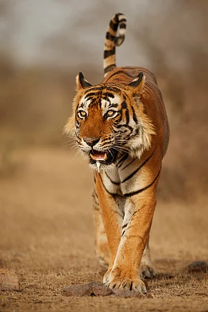 PHOTOTECH : Wild Bengal Tiger