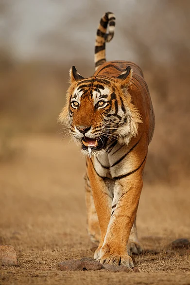 PHOTOTECH : Wild Bengal Tiger