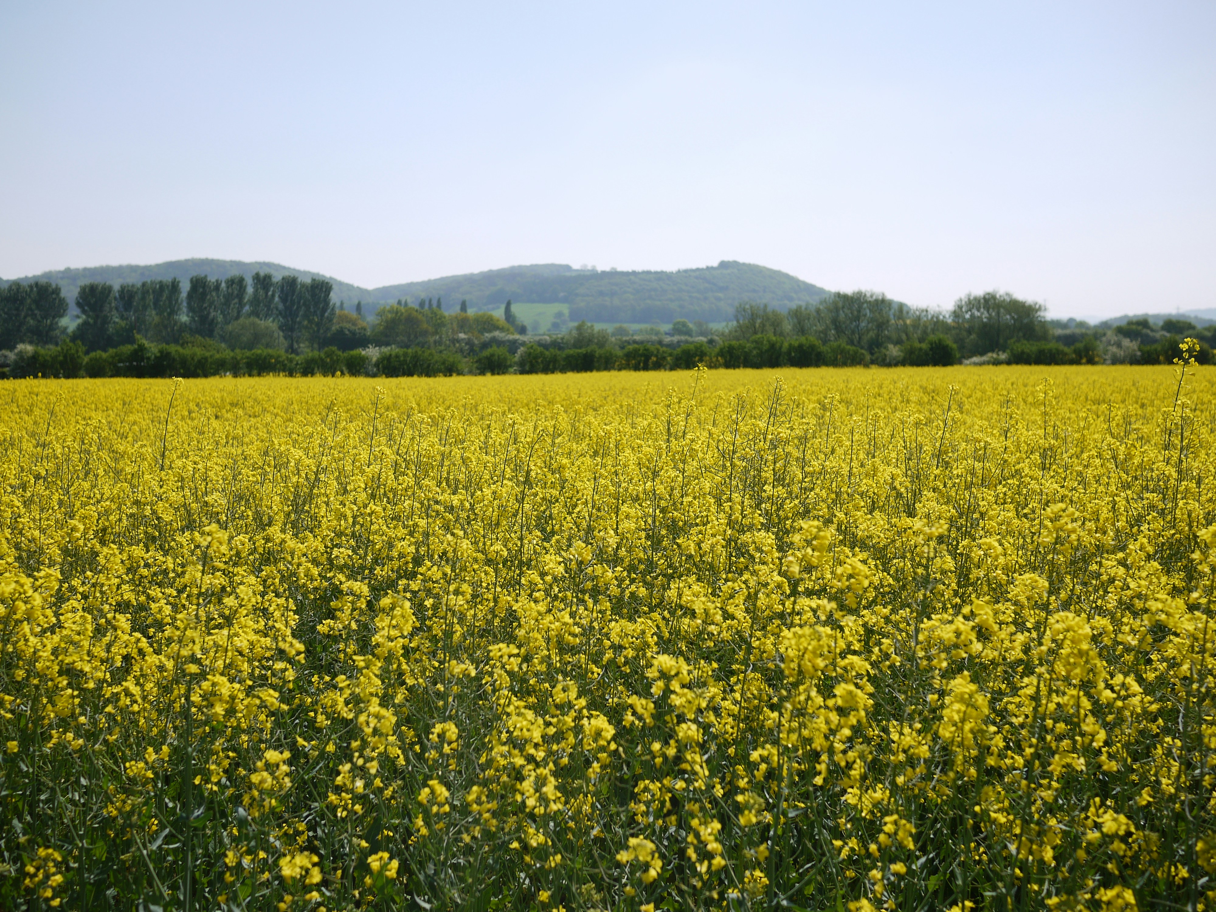 A shot of mustard field (representational image)